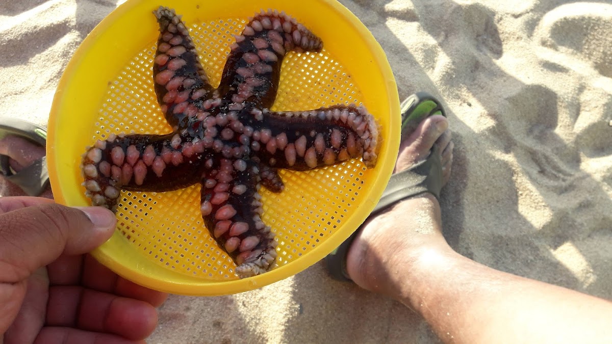 Terrazas De Punta Tralca-5